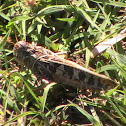 Wrinkled Grasshopper (Female)
