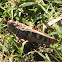 Wrinkled Grasshopper (Female)