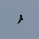 Bald Eagle (immature)