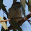 House Sparrow; Gorrión Común
