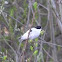 Flycatcher