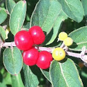 Viburnum