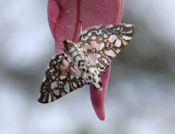Spotting Image 1