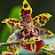 Odontocidium tiger orchid