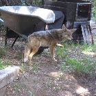 coyote