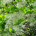 Fringetree