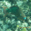 Rainbow Parrotfish