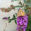 Painted Lady