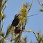 星鴉 / Spotted Nutcracker
