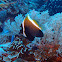 Horned bannerfish