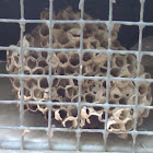 Paper wasp nest