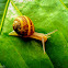 Snail