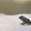 Gulf Coast Toad