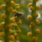 Abeja meliponini