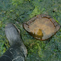 Pacific Sea Nettle