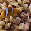 Red Sea or two-banded clownfish, Amphiprion bicinctus