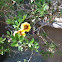 Portulaca oleracea