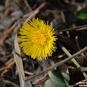 Coltsfoot