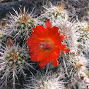 Claret-cup Cactus