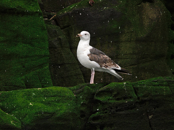 Spotting Image 1