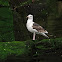 Gavión (Great Black-backed Gull)