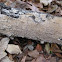 Poroid Crust Polypore mushroom