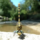 Pincertail