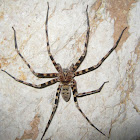 Nelson cave spider