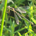 Common Spreadwing