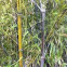 Black bamboo