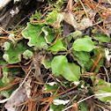 Liverwort
