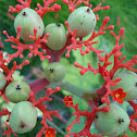 Goutystalk nettlespurge