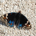 Eyed Pansy