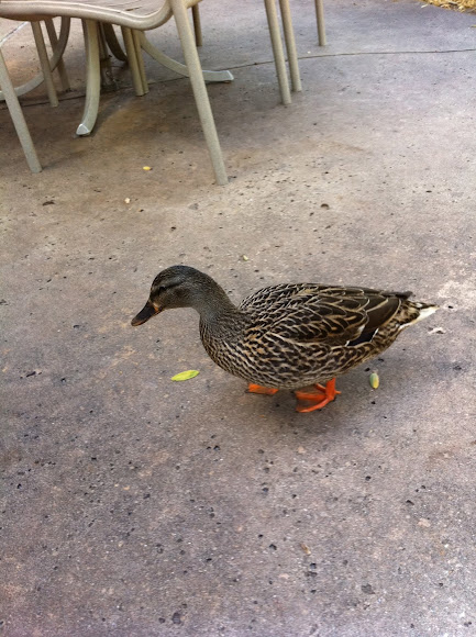Spotting Image 1