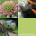 Small Wonders