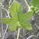 Bryonia