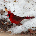 Northern Cardinal
