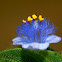 Cyanotis cristata