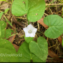 Pitted Morning Glory