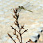 Large pincertail
