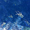 Banggai Cardinalfish