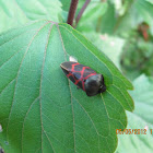 Plant bug