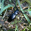 Violet ground beetle