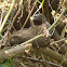chachalaca
