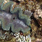 Giant Clam