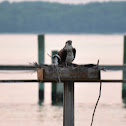 Osprey