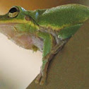 Squirrel Tree Frog