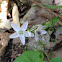 Spring beauties