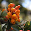 Flores Páramo