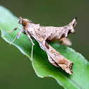Crambid moth